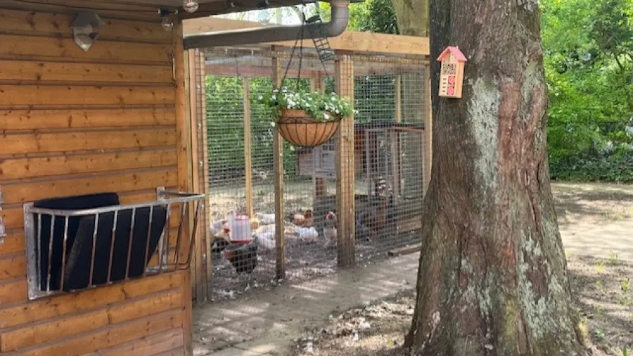 Kippenhok in binnentuin Heemswijk